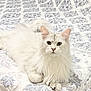 cat, white_cat, fluffy, long_hair, pet, animal, indoor, quilt, patterned_bedspread, relaxed, lying_down, looking_at_camera, feline, cute, domestic_cat, whiskers, ears, paws, eyes, cozy