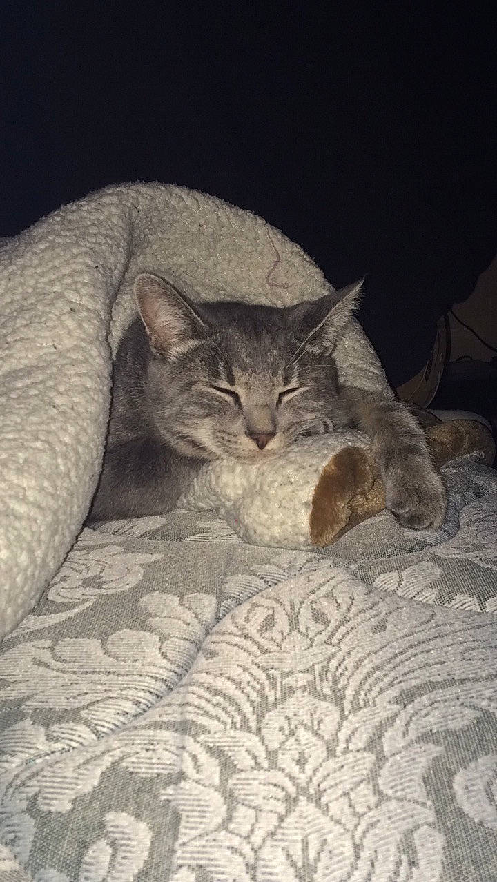 Rabbit joined the competition — help win amazing prizes! bed, carnivore, cat, comfort, darkness, domestic_short_haired_cat, eye, fawn, felidae, flooring, fur, grey, linens, paw, small_to_medium_sized_cats, snout, tail, terrestrial_animal, whiskers, wood