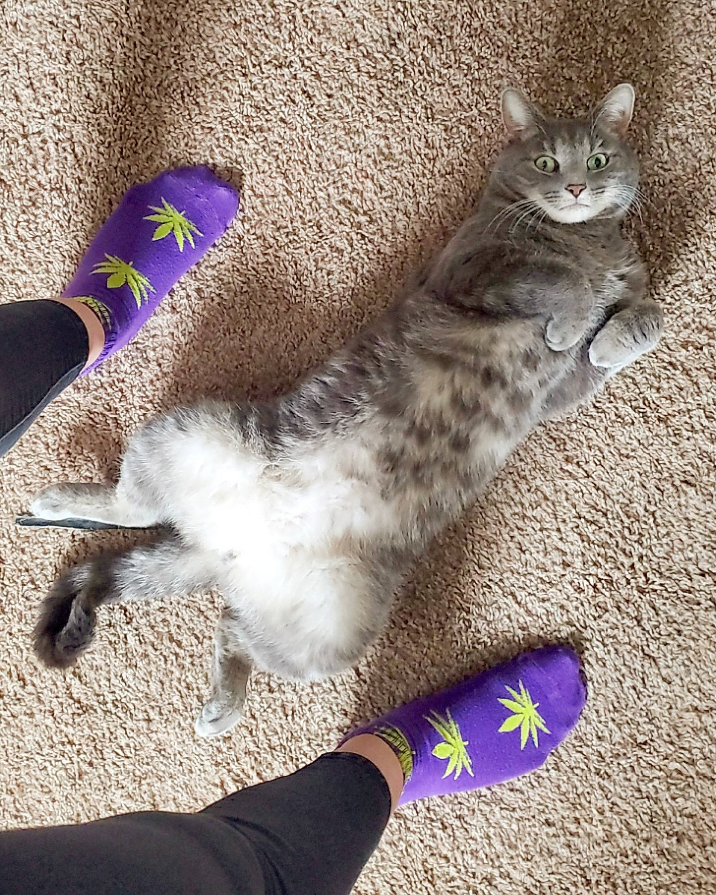 Rabbit joined the competition — help win amazing prizes! carnivore, cat, claw, domestic_short_haired_cat, electric_blue, felidae, flooring, foot, fur, gesture, grey, human_leg, paw, photograph, small_to_medium_sized_cats, snapshot, tail, vertebrate, whiskers, wrist