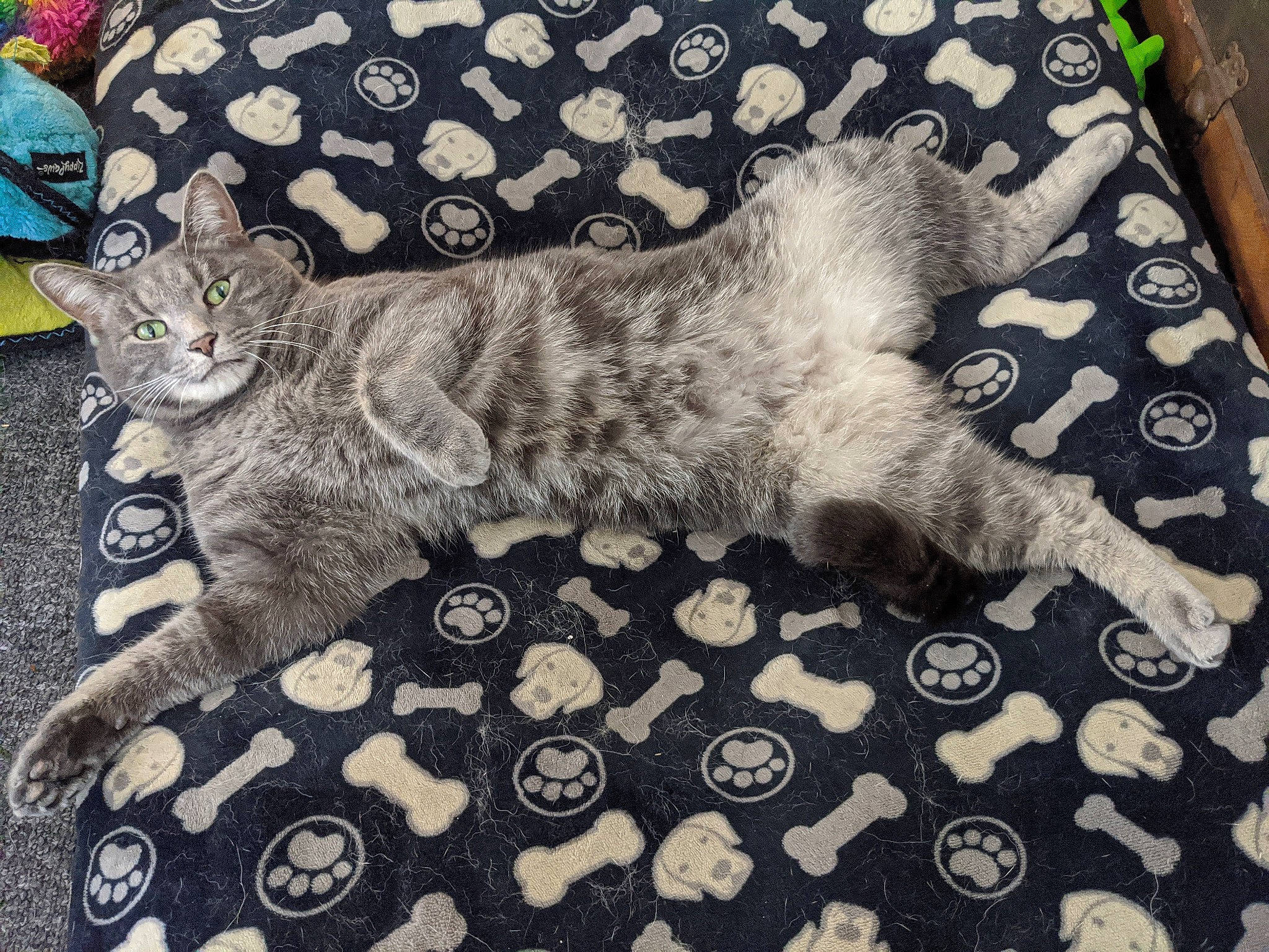 Rabbit joined the competition — help win amazing prizes! art, carnivore, carpet, cat, comfort, domestic_short_haired_cat, felidae, flooring, fur, grey, linens, mat, pattern, paw, rectangle, small_to_medium_sized_cats, tail, visual_arts, whiskers, wood