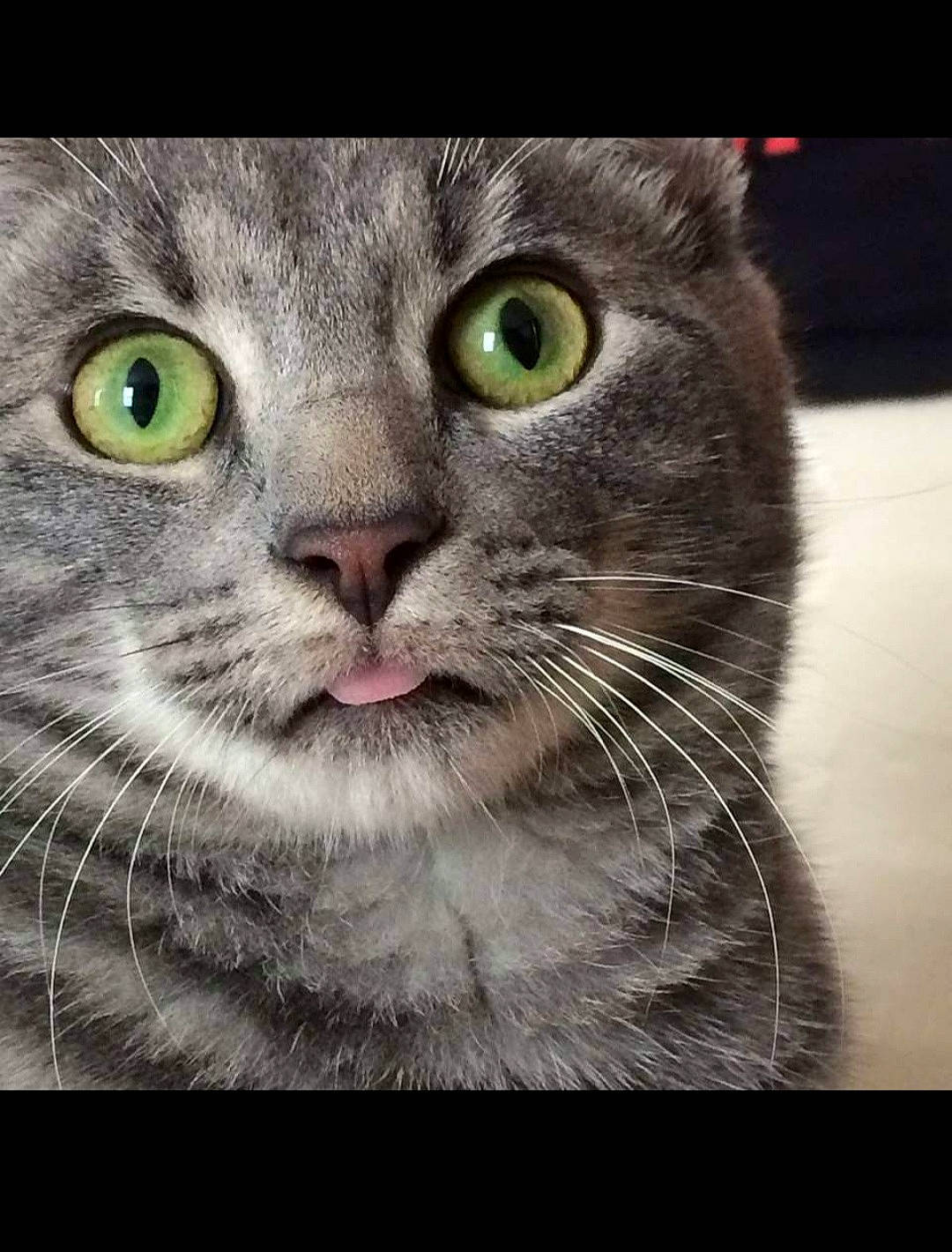 Rabbit joined the competition — help win amazing prizes! art, carnivore, cat, circle, close_up, domestic_short_haired_cat, door, felidae, fur, graphics, pattern, pet_supply, photo_caption, rectangle, small_to_medium_sized_cats, snout, terrestrial_animal, visual_arts, whiskers, wildlife