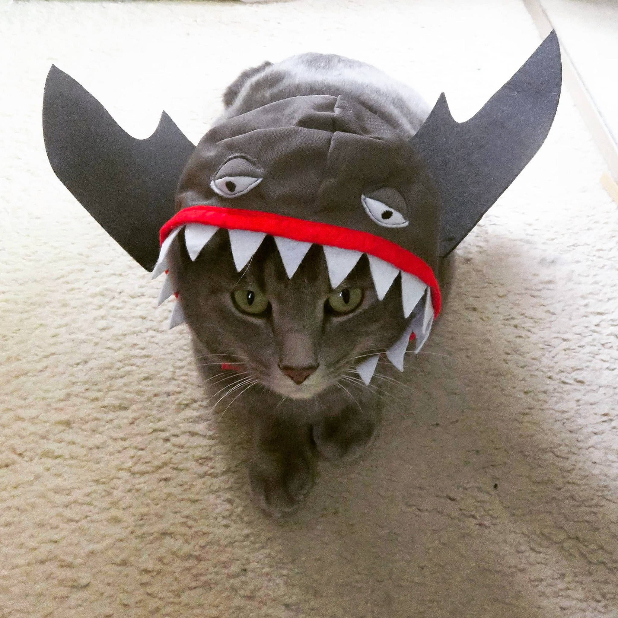 Rabbit is registered to the contest to win money with this photo: action_figure, animal_figure, animation, art, carmine, costume, creative_arts, fang, fashion_accessory, fiction, fictional_character, figurine, grey, jaw, metal, mythical_creature, personal_protective_equipment, sculpture, toy, whiskers