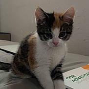 Maple joined the competition — help win amazing prizes! animal, bed, book, calico, cat, curious, cute, domestic, ears, fur, indoor, kitten, light, mammal, paws, pet, resting, small, whiskers, young