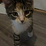 Maple joined the competition — help win amazing prizes! animal, blurred, cat, closeup, curious, cute, domestic_cat, door, ears, feline, floor, indoor, kitten, pet, tabby, walking, whiskers, white_paws, wooden_floor, young