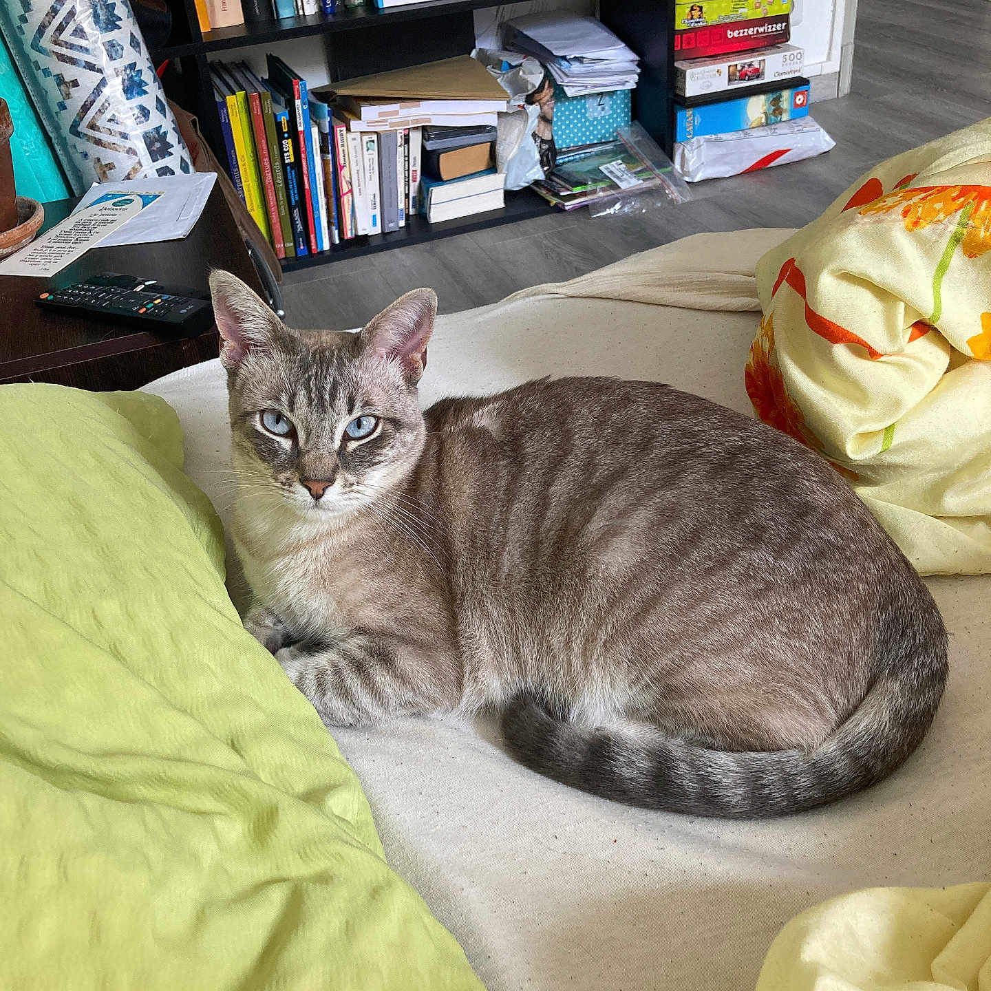 Rio a rejoint le concours — aidez-le/la à gagner de superbes lots ! animal, architecture, bed, book, bookcase, box, building, cat, couch, electronics, furniture, indoors, library, livingroom, person, pet, publication, remotecontrol, room, shelf