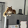 Seika participe au concours pour gagner de l'argent avec cette photo : cat, feline, fluffy, refrigerator, kitchen, window, blinds, note, magnet, cup, domestic, pet, indoor, silver, Samsung, green_eyes, relaxed, paws, fur, appliance