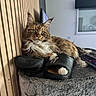 maine_coon_cat, cat, pet, indoor, slipper, paw, feline, fur, green_eyes, wooden_wall, window, blinds, cozy, relaxed, perch, household, domestic, resting, cute, animal