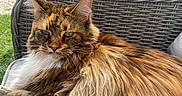 Seika participe au concours pour gagner de l'argent avec cette photo : animal, background, cat, close_up, clothing, couch, daylight, ear_tufts, feline, fluffy, fur, greenery, long_hair, mammal, outdoor, pet, relaxed, resting, whiskers, woven_chair