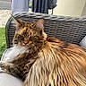 Seika participe au concours pour gagner de l'argent avec cette photo : cat, fluffy, long_hair, outdoor, woven_chair, feline, relaxed, pet, animal, mammal, fur, whiskers, ear_tufts, resting, close_up, couch, background, clothing, greenery, daylight