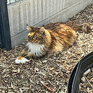 Seika a rejoint le concours — aidez-le/la à gagner de superbes lots ! cat, fluffy, wood_chips, outdoor, sunlight, fence, resting, animal, pet, long_hair, tabby, white_paws, nature, relaxed, garden, shade, curious, ground, side_view, quiet
