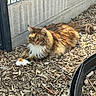 cat, fluffy, wood_chips, outdoor, sunlight, fence, resting, animal, pet, long_hair, tabby, white_paws, nature, relaxed, garden, shade, curious, ground, side_view, quiet