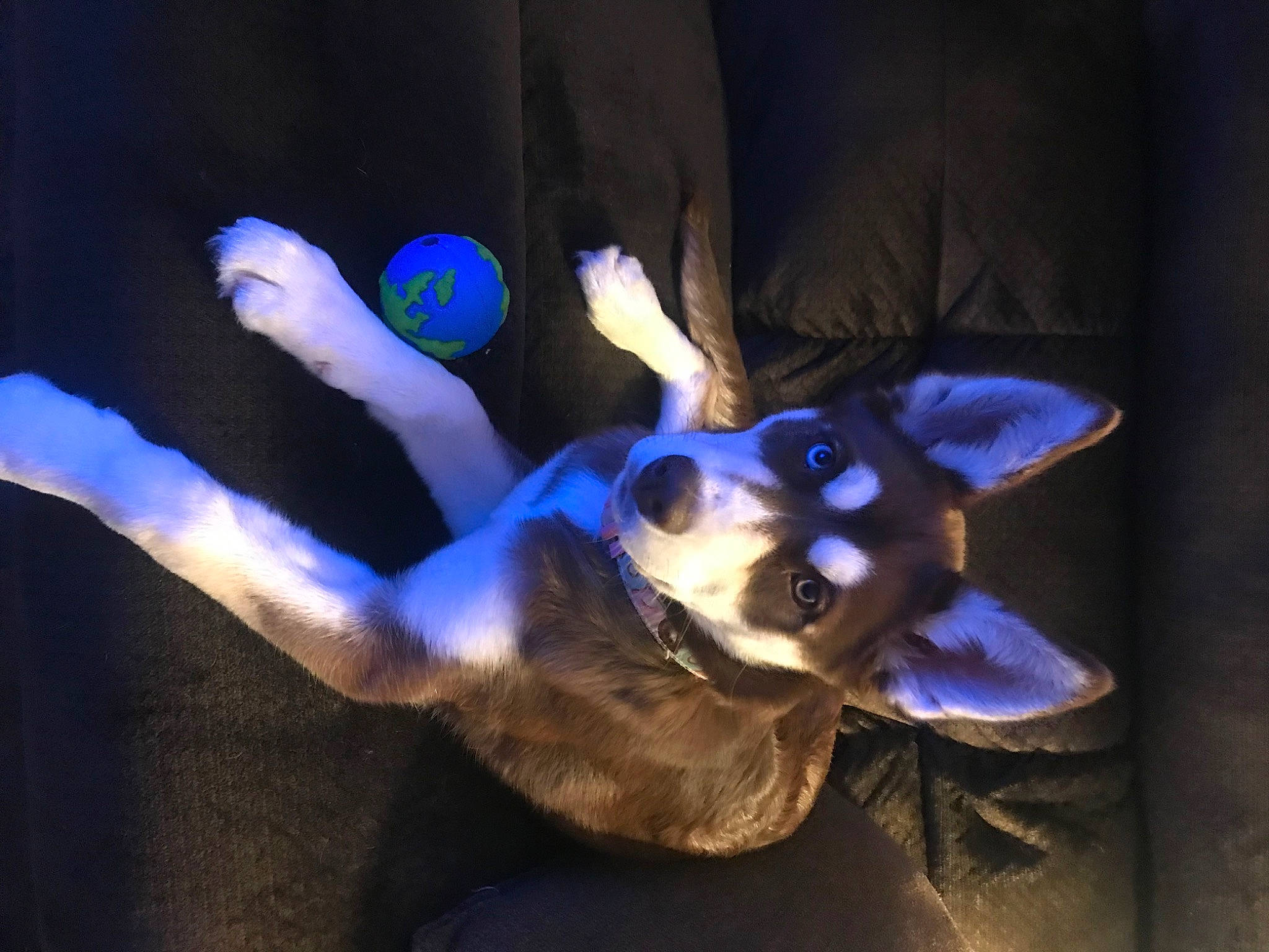 Lucy is registered to the contest to win money with this photo: animation, canidae, companion_dog, darkness, dog_breed, electric_blue, fashion_accessory, fawn, felidae, fictional_character, fur, gesture, horn, human_body, jewellery, plant, purple, snout, still_life_photography, whiskers