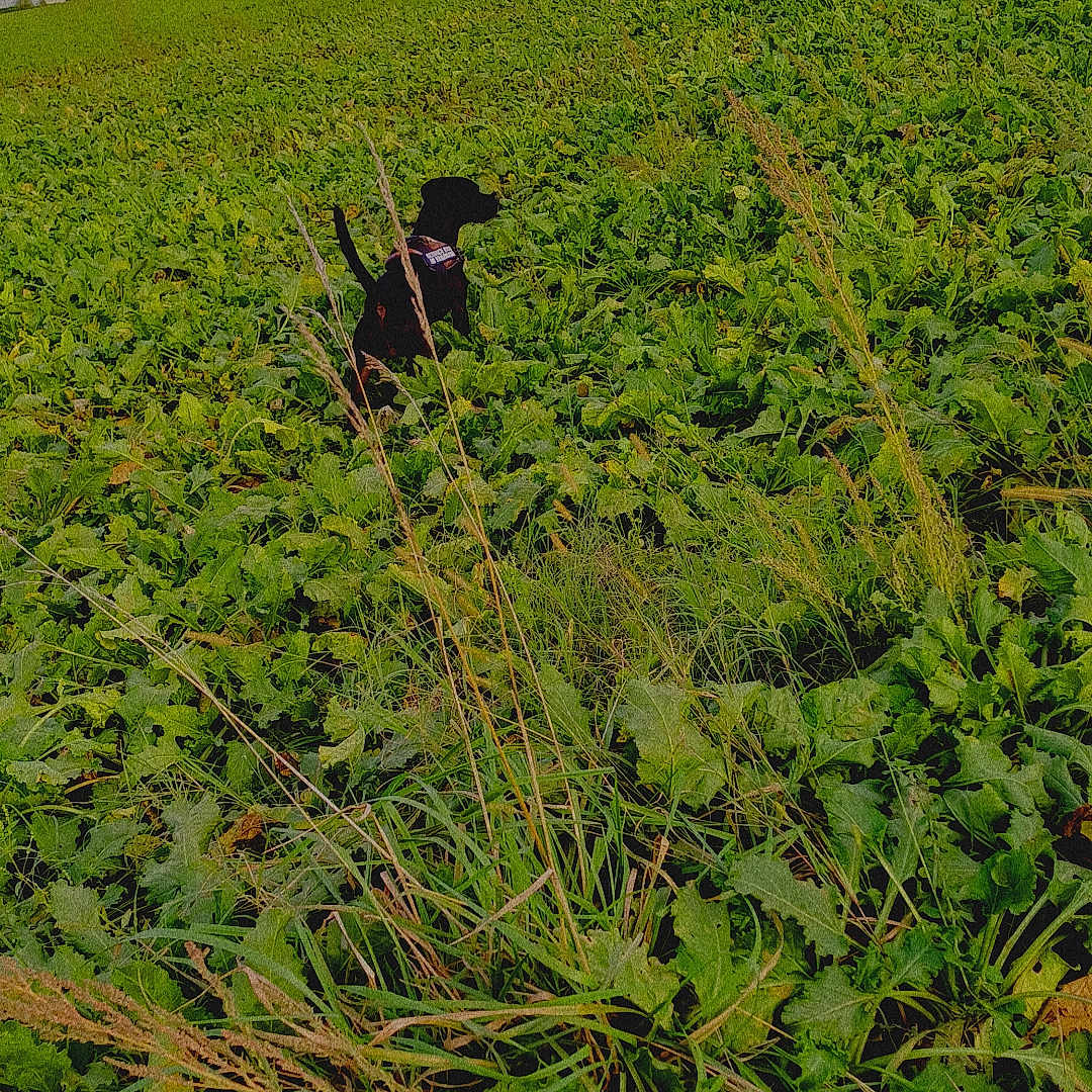 Blacky participe au concours pour gagner de l'argent avec cette photo : adult, animal, canine, countryside, farm, female, field, grass, grassland, green, land, meadow, nature, outdoors, pasture, person, plant, rural, vegetation, woman