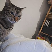 Hermes a rejoint le concours — aidez-le/la à gagner de superbes lots ! cat, tabby_cat, pet, indoor, bed, white_bedspread, furniture, shelf, boxes, shadow, curious, animal, feline, striped, looking_sideways, domestic, cozy, room, wall, resting