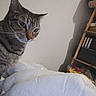 cat, tabby_cat, pet, indoor, bed, white_bedspread, furniture, shelf, boxes, shadow, curious, animal, feline, striped, looking_sideways, domestic, cozy, room, wall, resting