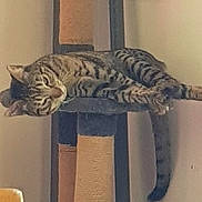 Hermes a rejoint le concours — aidez-le/la à gagner de superbes lots ! animal, cat, cat_tree, comfortable, cozy, cute, domestic_cat, feline, furniture, home, indoor, nap, pet, relaxed, resting, scratching_post, sleeping, striped, tabby, vertical