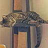 animal, cat, cat_tree, comfortable, cozy, cute, domestic_cat, feline, furniture, home, indoor, nap, pet, relaxed, resting, scratching_post, sleeping, striped, tabby, vertical