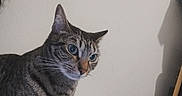 Hermes a rejoint le concours — aidez-le/la à gagner de superbes lots ! cat, tabby, blue_eyes, pet, indoor, curious, feline, whiskers, domestic, blanket, bedroom, wall, shadow, fur, animal, mammal, closeup, looking, resting, cute