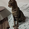 Hermes participe au concours pour gagner de l'argent avec cette photo : animal, bed, blanket, cat, cozy, curious, domestic_animal, ears, feline, fur, indoor, pet, pillow, resting, side_view, sitting, soft, striped, tabby_cat, whiskers