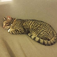 Hermes a rejoint le concours — aidez-le/la à gagner de superbes lots ! cat, tabby, sleeping, striped, spotted, pet, feline, collar, fur, animal, resting, cozy, indoor, cute, mammal, whiskers, tail, paw, nap, relaxed