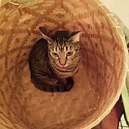 Hermes participe au concours pour gagner de l'argent avec cette photo : animal, basket, cat, closeup, container, cozy, curious, domestic_animal, ears, feline, floor, home, indoor, looking_up, pet, sitting, striped, tabby, whiskers, woven