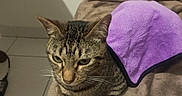 Hermes a rejoint le concours — aidez-le/la à gagner de superbes lots ! animal, blanket, brown, cat, closeup, cute, domestic_animal, ears, feline, floor_tile, fur, home, indoor, pet, purple_cloth, relaxed, resting, soft_texture, tabby, whiskers