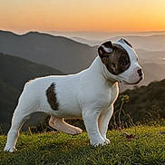 Sky is registered to the contest to win money with this photo: puppy, dog, grass, sunset, mountains, outdoor, nature, animal, young, white, brown_spot, side_view, standing, field, scenic, peaceful, sunlight, pet, canine, landscape