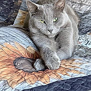 Princess joined the competition — help win amazing prizes! cat, gray_cat, feline, pet, animal, green_eyes, whiskers, pointed_ears, fur, paws, lying_down, relaxed, alert, portrait, close_up, bed, quilt, blanket, indoors, cozy