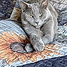 cat, gray_cat, feline, pet, animal, green_eyes, whiskers, pointed_ears, fur, paws, lying_down, relaxed, alert, portrait, close_up, bed, quilt, blanket, indoors, cozy