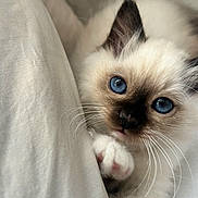 Ariel a rejoint le concours — aidez-le/la à gagner de superbes lots ! kitten, cat, blue_eyes, fluffy, close_up, paw, whiskers, curious, pet, animal, soft, cute, indoor, face, feline, young, resting, white_fur, black_mask, snuggling