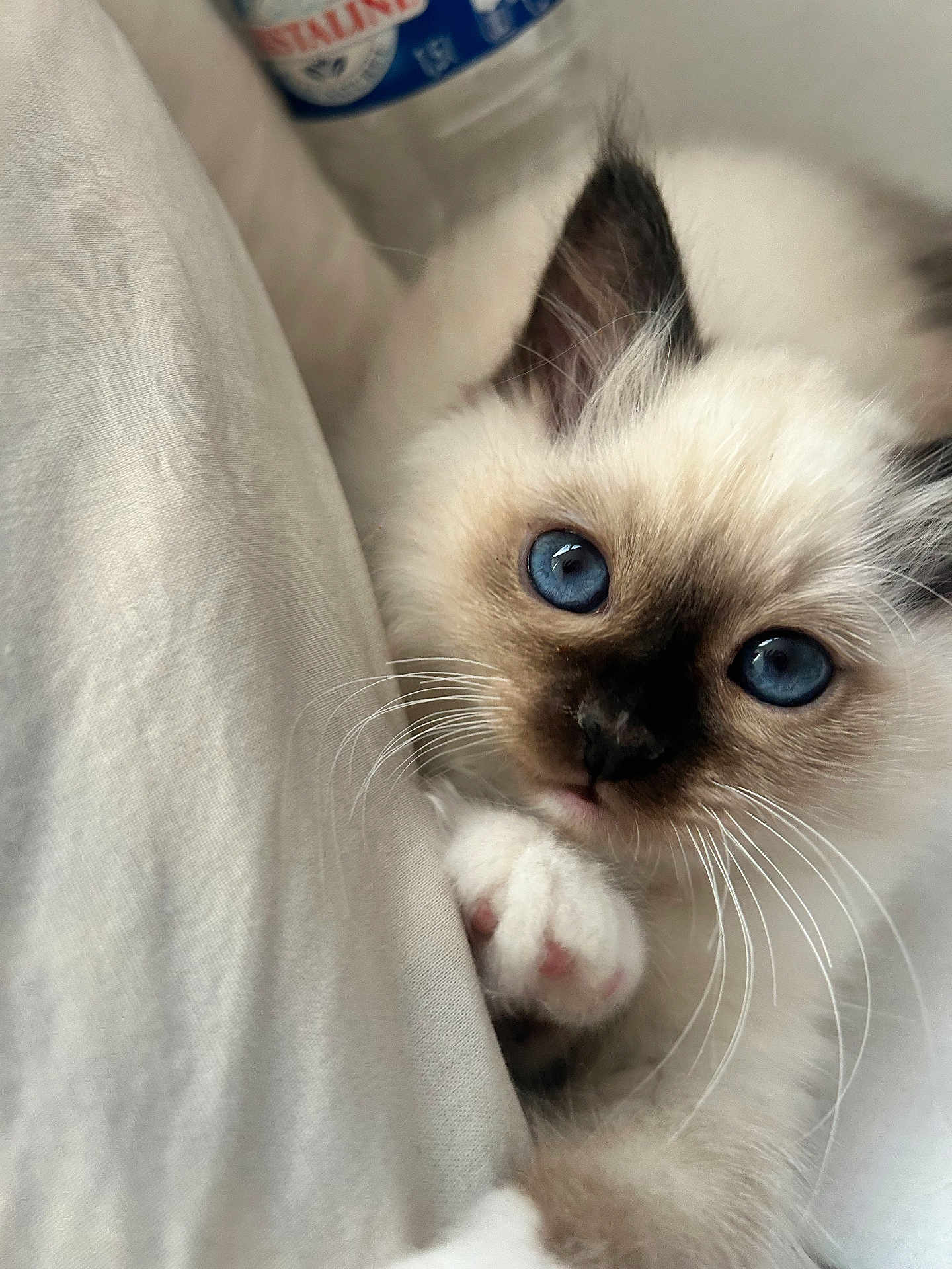 Ariel a rejoint le concours — aidez-le/la à gagner de superbes lots ! kitten, cat, blue_eyes, fluffy, close_up, paw, whiskers, curious, pet, animal, soft, cute, indoor, face, feline, young, resting, white_fur, black_mask, snuggling