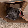 animal, carpet, cat, corner, curious, cute, domestic_animal, ears, floor, fur, gray_cat, indoor, outlet, paper_bag, peek, pet, playful, relaxed, wall, whiskers