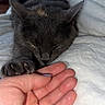 animal, blanket, cat, claws, comfort, cozy, friendship, fur, gray_cat, human_hand, indoor, paw, pet, relaxation, resting, sleeping_cat, soft_texture, touch, white_blanket, wood_floor