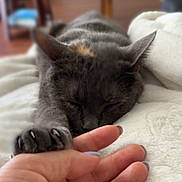 Gracie is registered to the contest to win money with this photo: animal, blanket, cat, claws, closeup, comfort, cozy, feline, fur, gray_cat, hand, home, human_hand, indoor, napping, pet, relaxation, resting, sleeping, soft