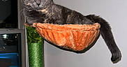 Gracie is registered to the contest to win money with this photo: animal, cat, cat_tree, comfortable, curious, feline, fur, gray_cat, green, hammock, home, indoor, looking, orange, pet, relaxed, resting, tail, whiskers, window