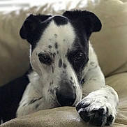 Dino is registered to the contest to win money with this photo: canidae, carnivore, companion_dog, dalmatian, dog, dog_breed, mammal, non_sporting_group, nose, puppy, puppy_love, snout, sporting_group, vertebrate, whiskers