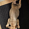 dog, french_bulldog, pet, animal, lying_down, relaxing, indoor, floor, rug, black_rug, wooden_floor, paws, ears, short_fur, light_brown, tan, companion, cute, resting, domestic_animal