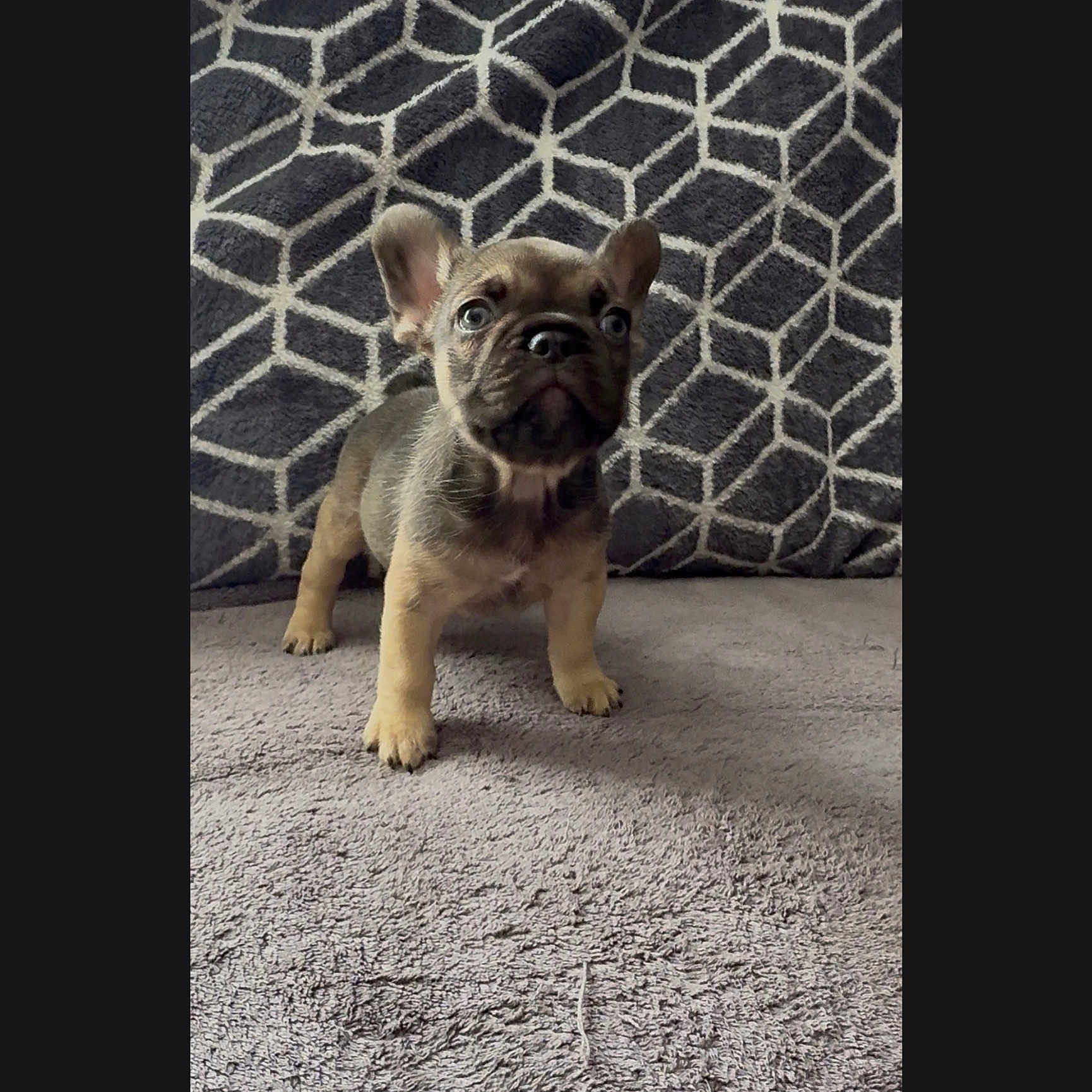 Kevin is registered to the contest to win money with this photo: puppy, dog, french_bulldog, pet, animal, cute, small, carpet, blanket, texture, ears, face, fur, curious, standing, indoors, portrait, young, brown, black