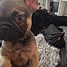 dog, french_bulldog, puppy, pet, indoor, blanket, ear, curious, brown, fur, eyes, television, furniture, couch, black, living_room, close_up, canine, cute, companion