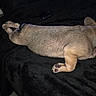 Kevin joined the competition — help win amazing prizes! dog, bed, blanket, stuffed_toy, sleeping, indoor, resting, paw, fur, side_view, animal, pet, canine, cozy, black, quiet, relaxation, lying_down, domestic, cute