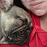 Kevin joined the competition — help win amazing prizes! woman, dog, french_bulldog, sleeping, close_up, red_hoodie, face, pet, snuggling, portrait, indoor, cozy, cute, companion, relaxed, resting, eyelashes, skin, hair, expression
