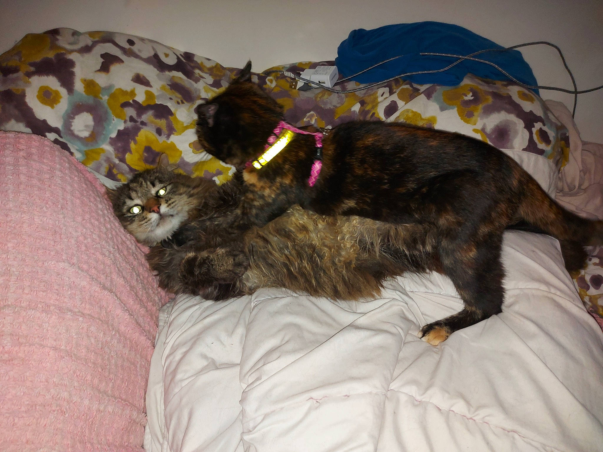 Ticat a rejoint le concours — aidez-le/la à gagner de superbes lots ! bed, black_cat, canidae, carnivore, cat, claw, comfort, couch, dog_breed, domestic_short_haired_cat, fawn, felidae, fur, nap, paw, small_to_medium_sized_cats, snout, sporting_group, tail, whiskers