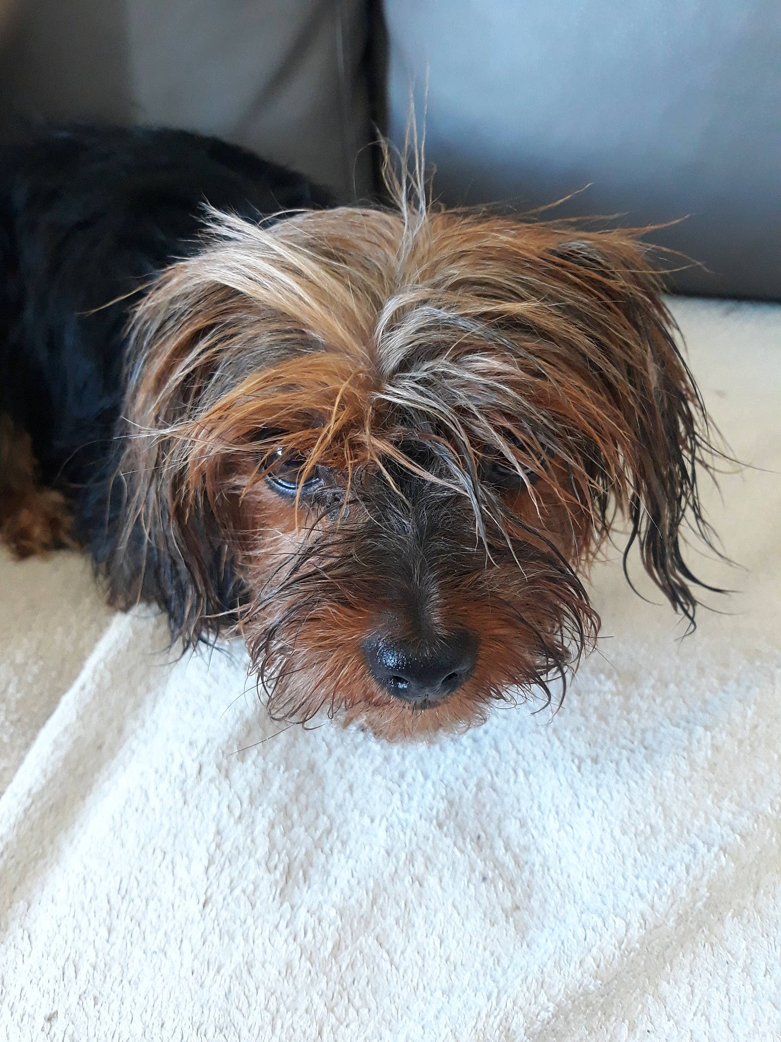 Nana participe au concours pour gagner de l'argent avec cette photo : biewer_terrier, canidae, carnivore, companion_dog, dog, dog_breed, dog_supply, fur, hardwood, liver, small_terrier, snout, sporting_group, terrestrial_animal, terrier, toy_dog, water_dog, wood, working_animal, yorkipoo