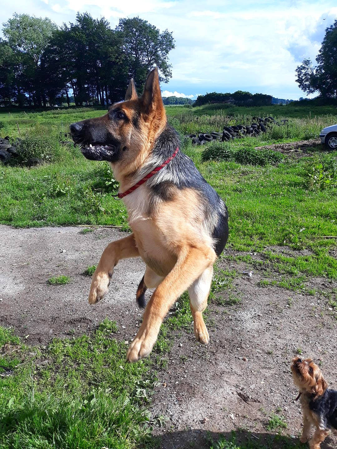 Balou a rejoint le concours — aidez-le/la à gagner de superbes lots ! canidae, carnivore, cloud, companion_dog, dog, dog_breed, east_european_shepherd, fawn, german_shepherd_dog, grass, herding_dog, king_shepherd, old_german_shepherd_dog, plant, sky, sporting_group, tire, tree, wheel, working_dog