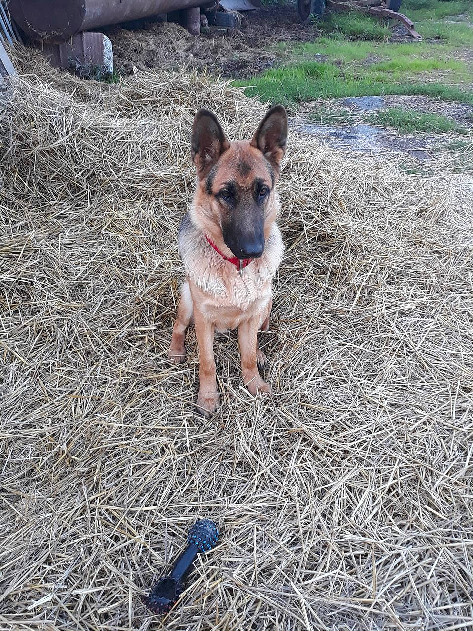 Balou participe au concours pour gagner de l'argent avec cette photo : canidae, carnivore, collar, companion_dog, dog, dog_breed, fawn, grass, herding_dog, non_sporting_group, paw, plant, snout, soil, sporting_group, tail, terrestrial_animal, working_animal, working_dog