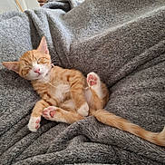 Yami joined the competition — help win amazing prizes! kitten, cat, orange_tabby, sleeping, paw_pads, tail, blanket, cozy, furry, cute, pet, animal, relaxed, indoors, soft_texture, resting, small, adorable, feline, comfort