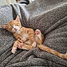 kitten, cat, orange_tabby, sleeping, paw_pads, tail, blanket, cozy, furry, cute, pet, animal, relaxed, indoors, soft_texture, resting, small, adorable, feline, comfort