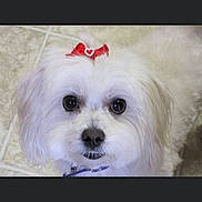 Abby is registered to the contest to win money with this photo: adorable, animal, bow, companion, cute, cute_pet, dog, domestic_animal, face, floor, fluffy, friendly, furry, indoor, looking_up, pet, portrait, small_dog, tile, white_dog