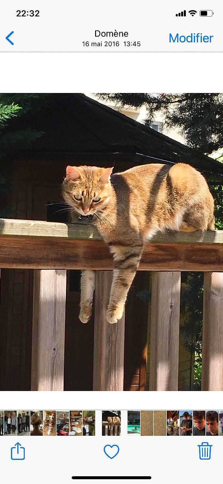 Kaly participe au concours pour gagner de l'argent avec cette photo : big_cats, carnivore, cat, domestic_short_haired_cat, fawn, felidae, fence, fur, grass, lynx, plant, small_to_medium_sized_cats, snout, tail, terrestrial_animal, tree, trunk, whiskers, wildlife, wood