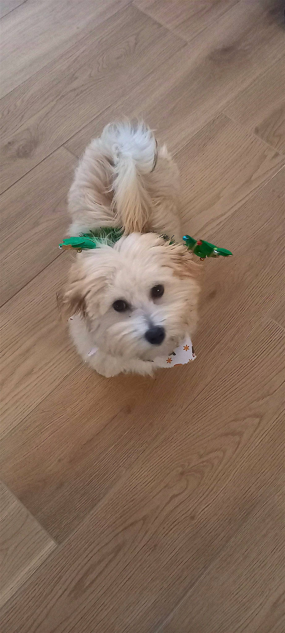 Youki participe au concours pour gagner de l'argent avec cette photo : canidae, carnivore, companion_dog, dog, dog_breed, dog_supply, fashion_accessory, fawn, flooring, fur, hardwood, pet_supply, small_terrier, snout, sporting_group, terrier, toy_dog, wood, wood_stain, working_animal